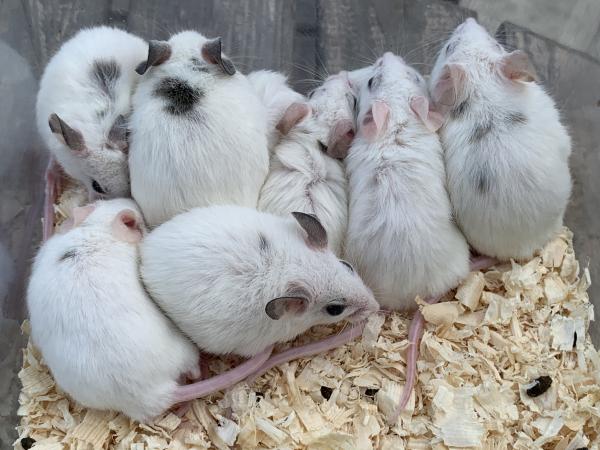 Image 3 of African soft furred rats for sale £4 each
