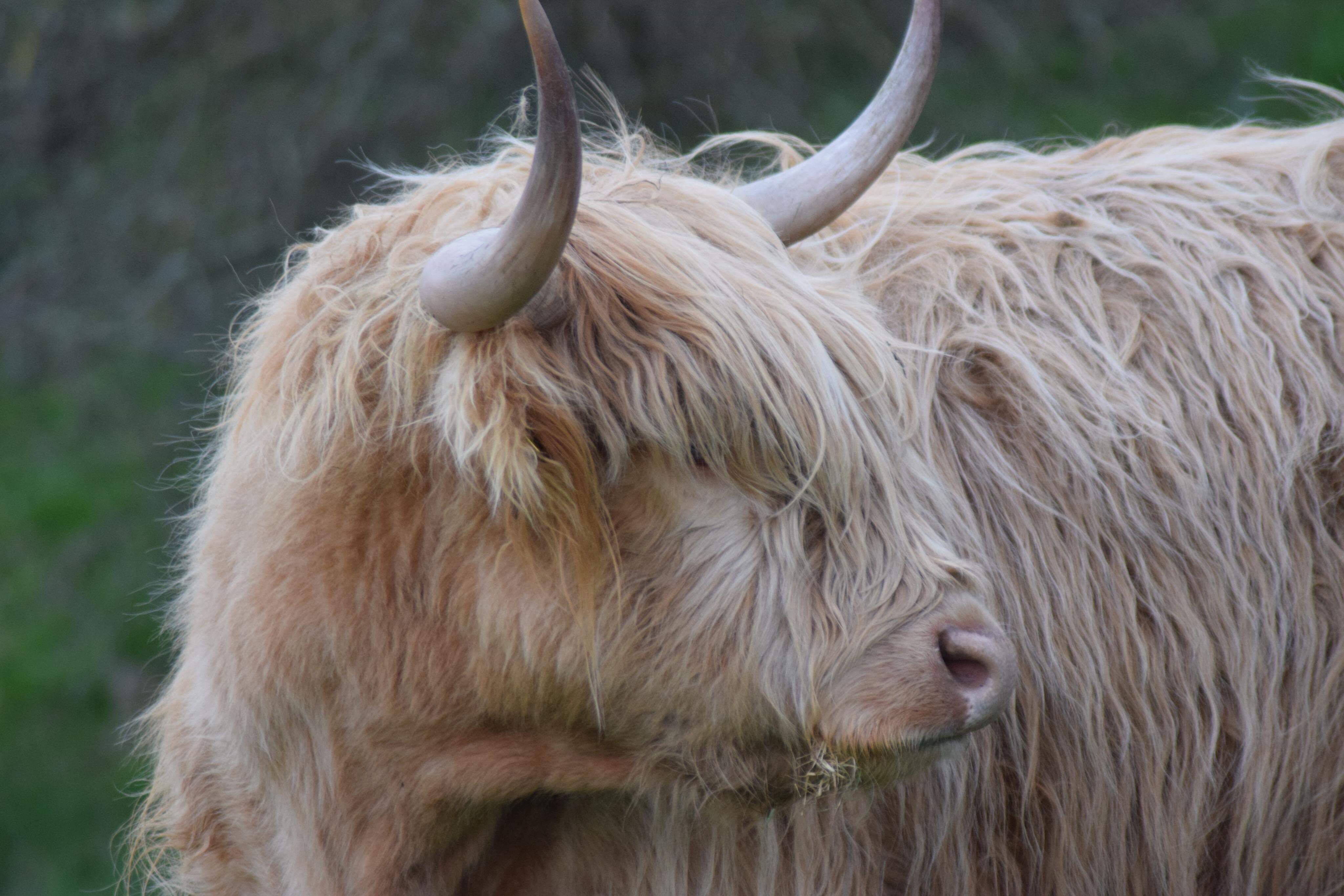highland cattle price highland cattle price