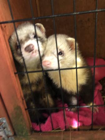 Image 2 of 3 ferret hobs for rehoming - to knowledgable homes only