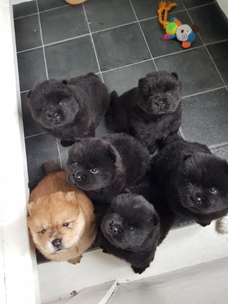 preloved chow chow