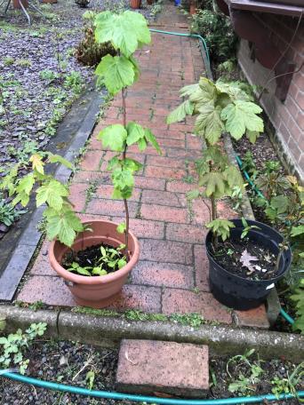 Tree Saplings for sale in UK 78 used Tree Saplings