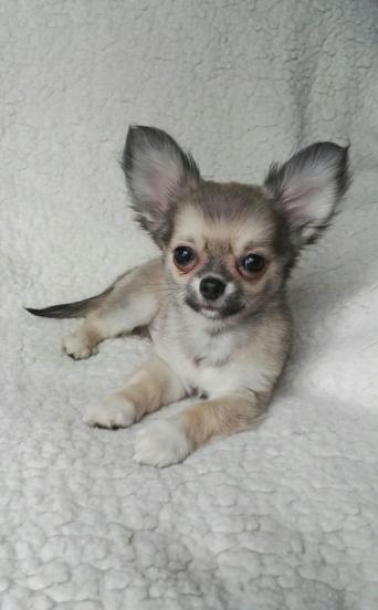 Chihuahua Pups Kc Reg Dogs And Puppies Rehome Buy And Sell In