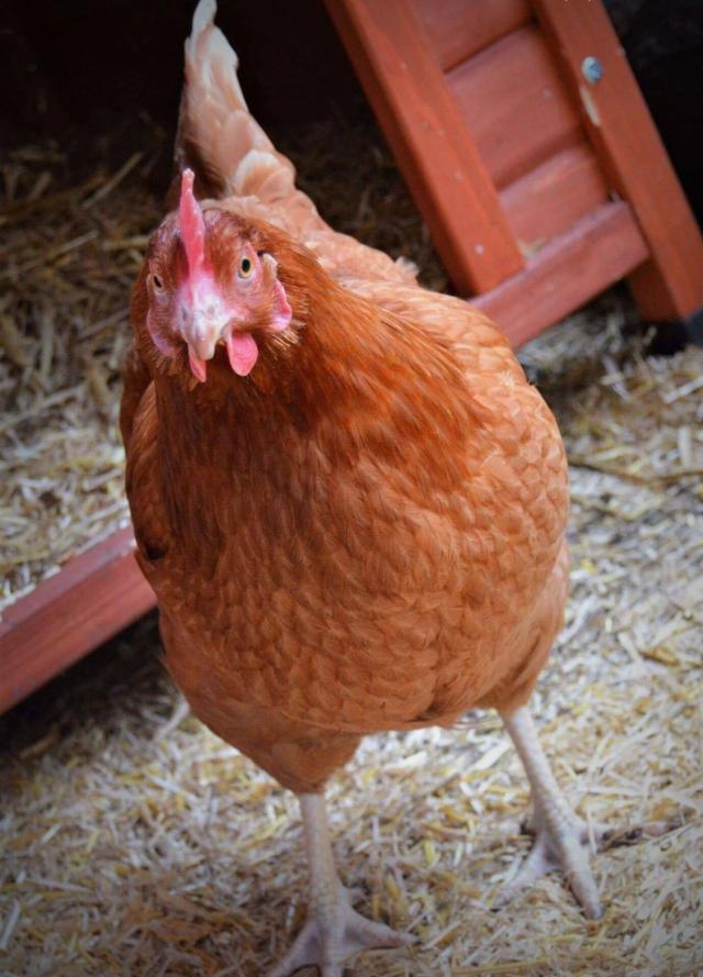 Various hybrid chickens for sale... available now For Sale in