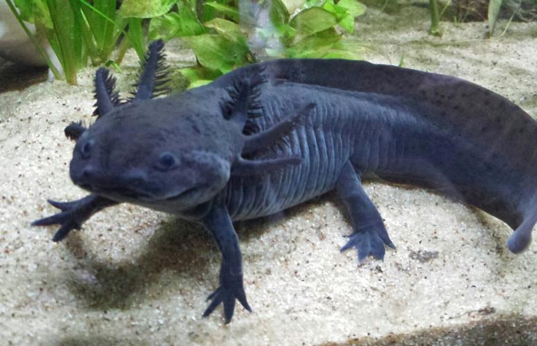 Axolotl's and setup For Sale in Liskeard, Cornwall Preloved