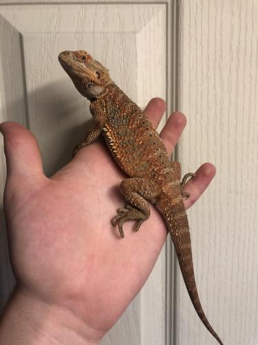 tiger-bearded-dragon-for-sale-in-cheshunt-hertfordshire-preloved