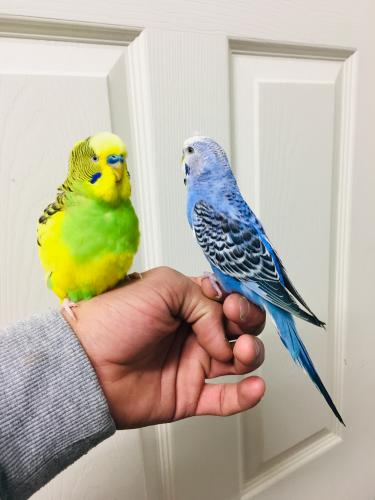 Hand tame baby Budgies for sale For Sale in Nottingham | Preloved