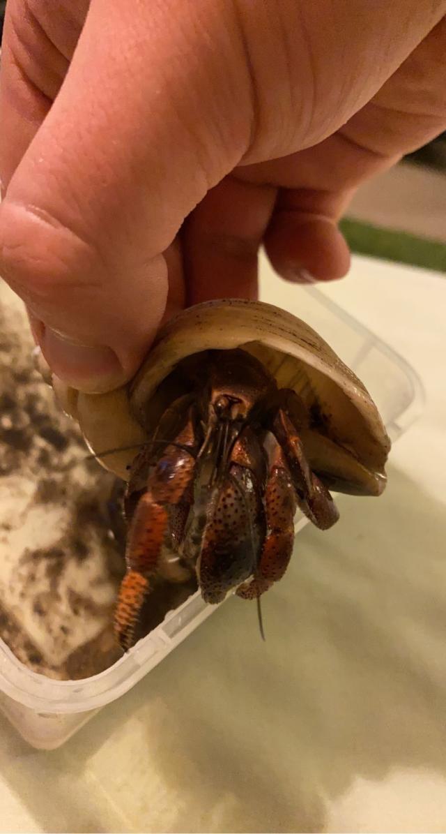 2 Purple Pincher hermit crabs (Land Crabs) For Sale in Blackpool