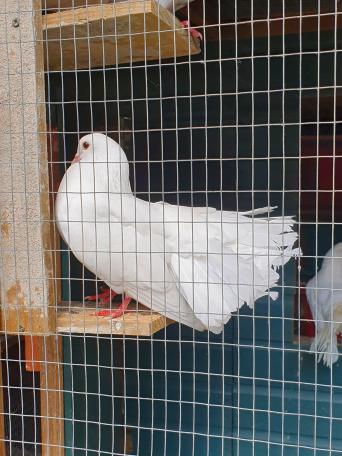 Fantail Pigeon for sale in UK 70 used Fantail Pigeons
