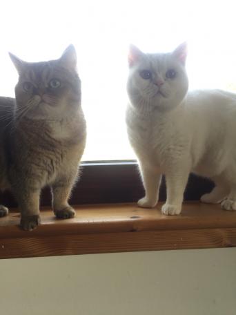 British Shorthair Adults For Rehoming Uk British Shorthair