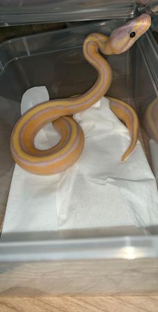 Image 5 of Banana genetic stripe, ball python
