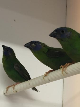 Blue faced parrot finches For Sale in Colchester, Essex | Preloved