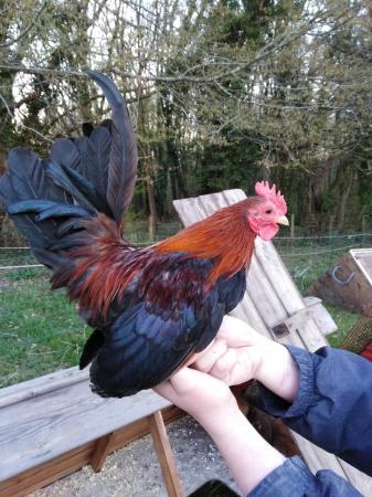 Serama Bantams Hatching Eggs Growers And Adults For Sale For Sale