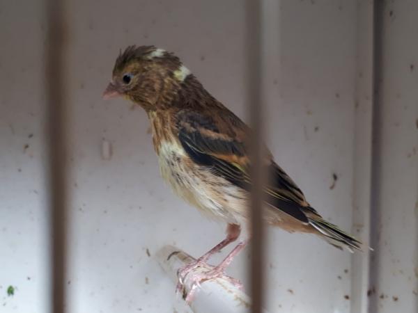 goldfinch x canary For Sale in Beccles, Suffolk | Preloved