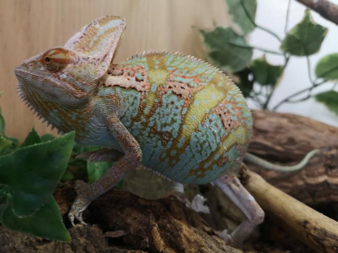 male yemen chameleon For Sale in Birmingham, England | Preloved