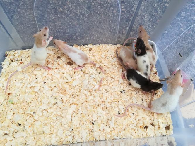 baby pet rats for sale For Sale in Stainforth, South Yorkshire Preloved