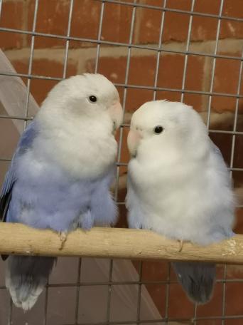 lovebirds - Birds, Rehome Buy and Sell | Preloved