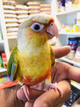 Fully Hand tame baby pineapple Conure Talking Parrot For Sale in ...