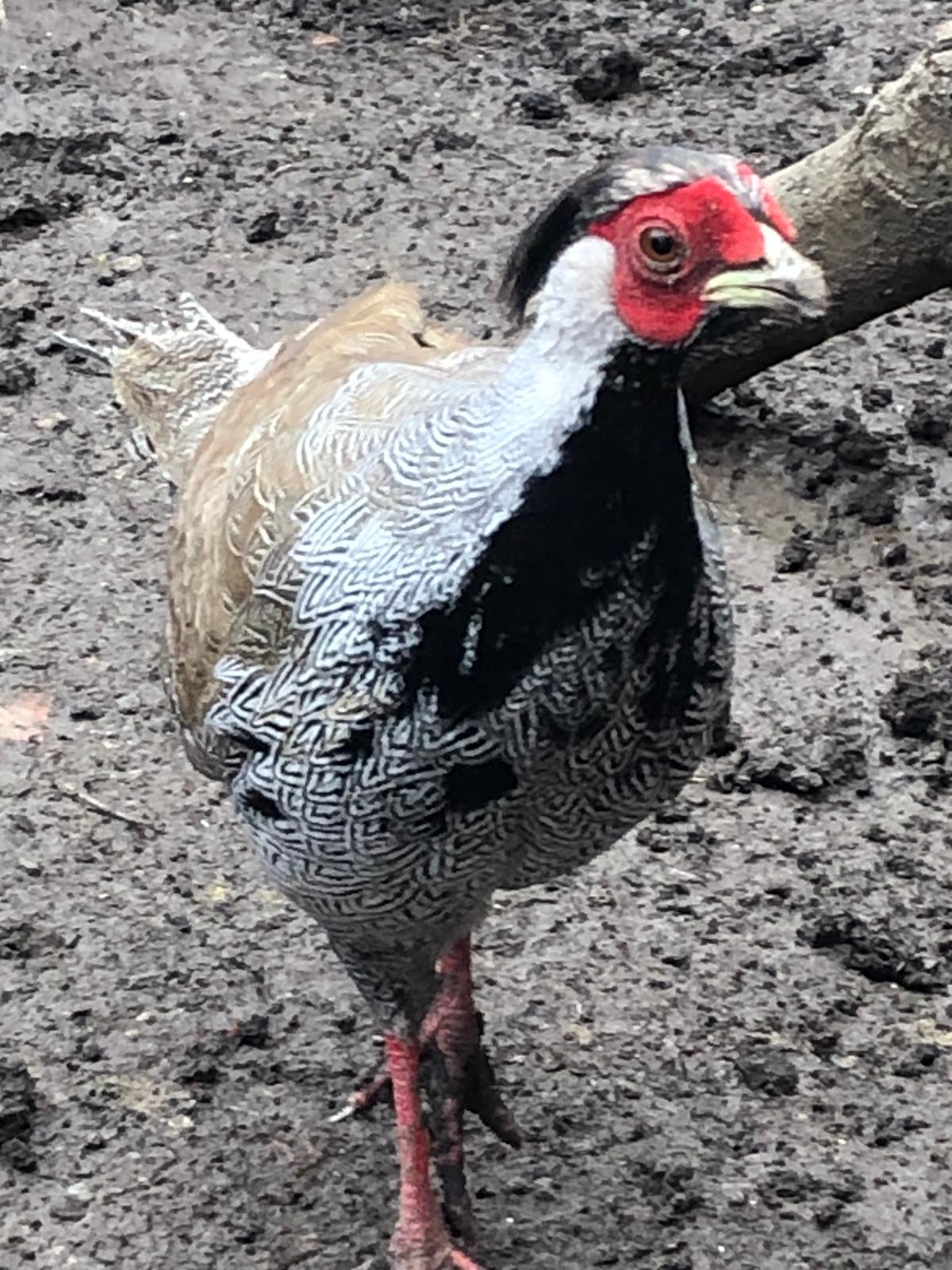himalayan monal pheasant for sale himalayan monal pheasant for sale