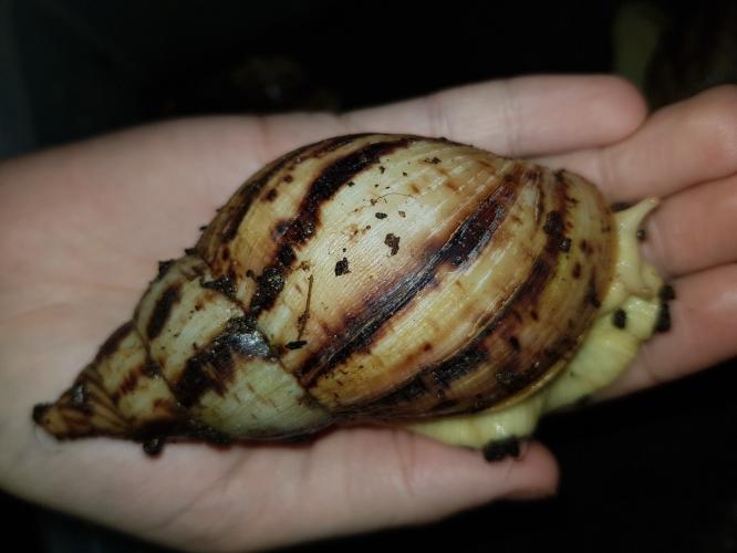 giant African land snails For Sale in Luton, Bedfordshire Preloved