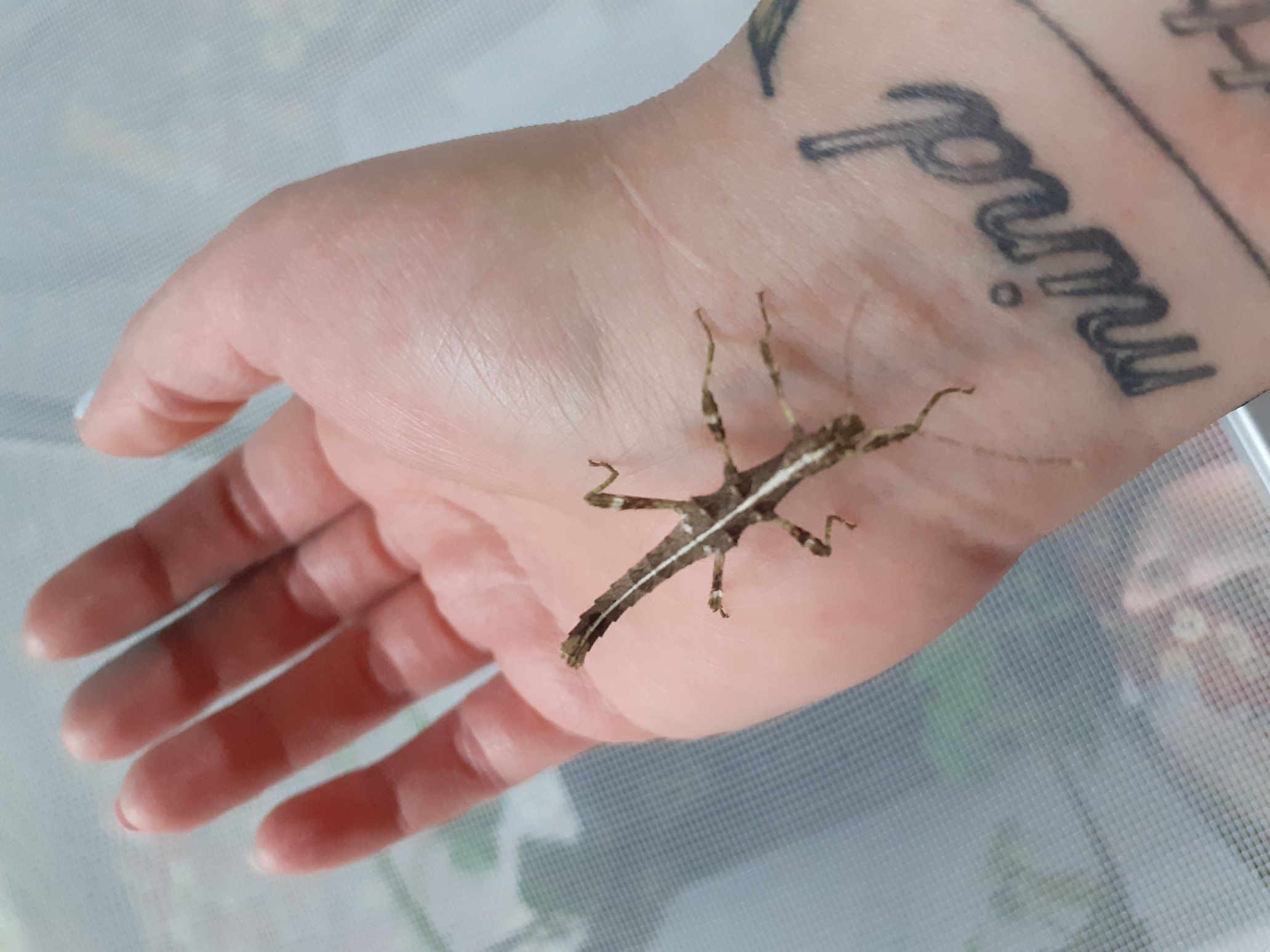 Stick Insects For Sale In UK | 77 Used Stick Insects