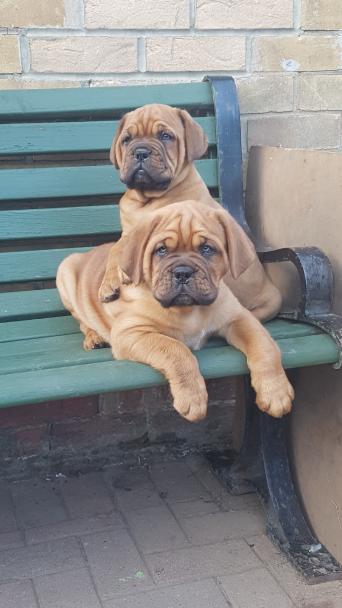 dogue dogs and puppies rehome buy and sell in northamptonshire stunning dogue de bordeaux pups lovely big healthy pups 2 boys and 4 girls available mam is our family pet and dad is rocco cairnshaw good craic both