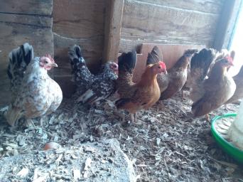 Serama Bantams Local Classifieds In Kent Preloved