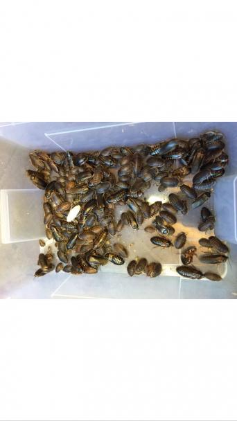 Dubia Roach Starter Colony Reptiles Rehome Buy And Sell Preloved