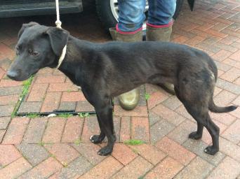 Puppies Dogs Puppies For Sale In Castleford Preloved