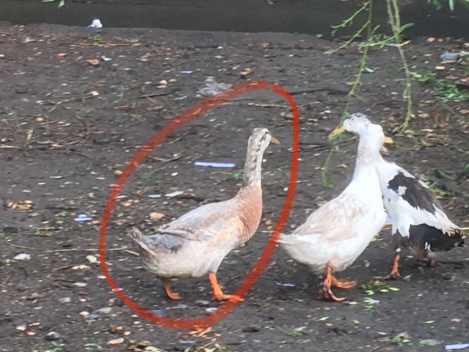 Runner ducks For Sale in King's Lynn, Norfolk Preloved