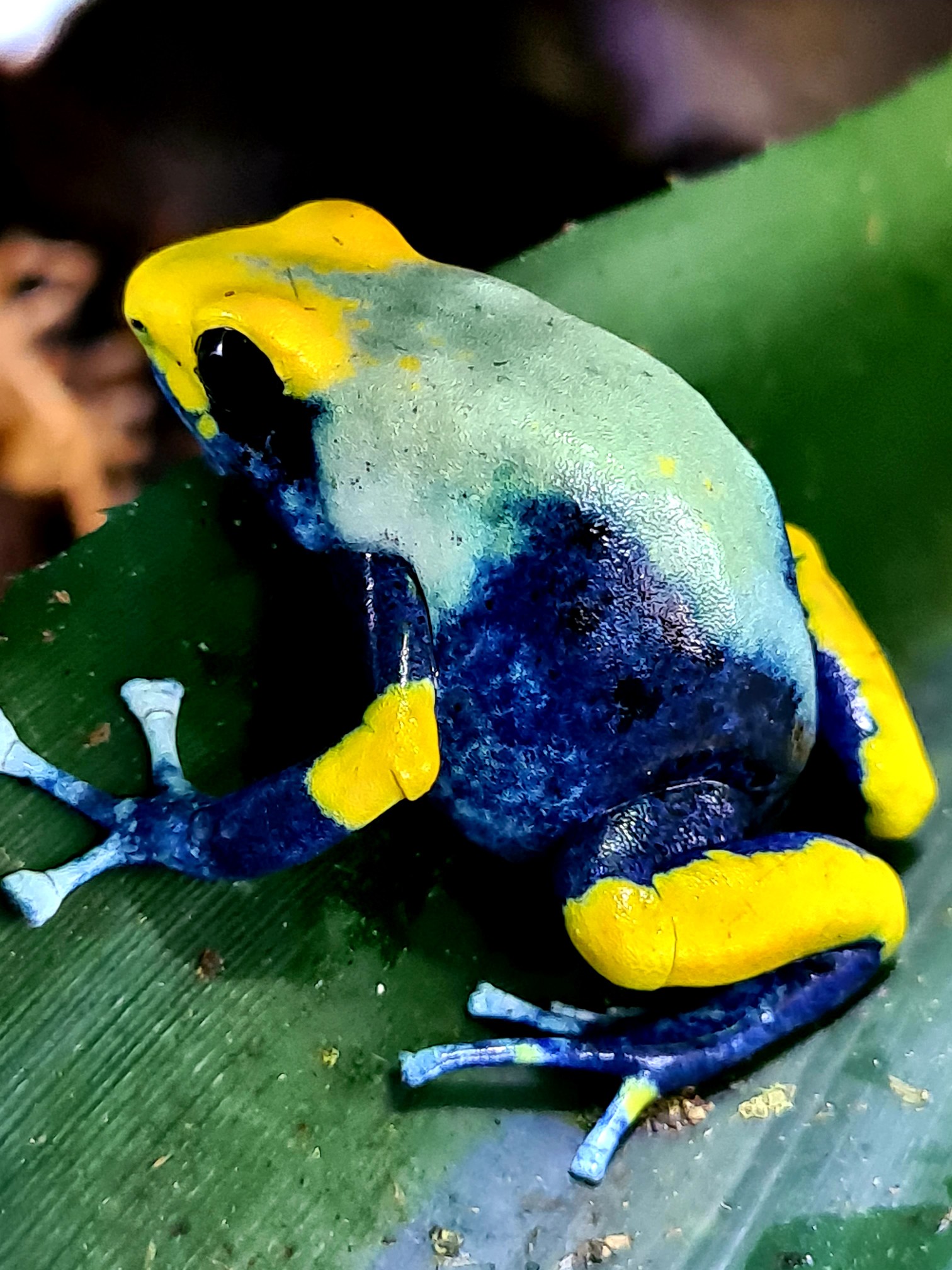dart frogs for sale dart frogs for sale