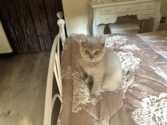 Blue Blue Cream British Shorthair Cats Kittens Rehome Buy And