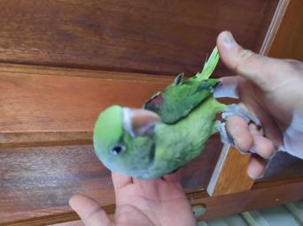 Tame Baby Parrots Birds Rehome Buy And Sell Preloved