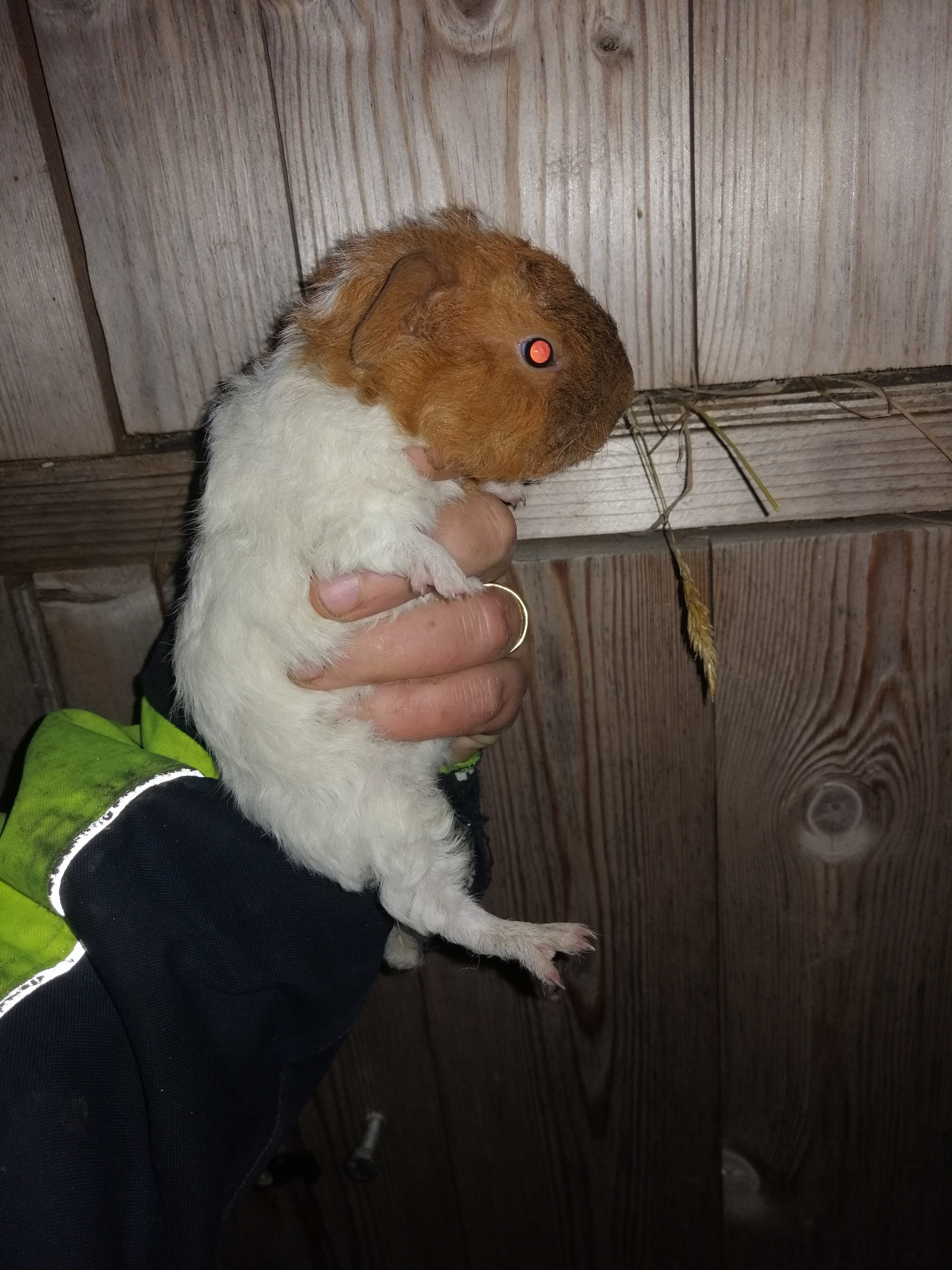 teddy guinea pig for sale
