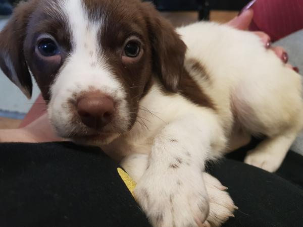 sprollie x sprocker puppies For Sale in Amlwch, Select | Preloved