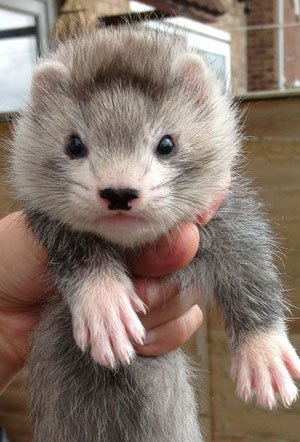 ferrets - Exotic Pets, Rehome Buy and Sell in Yorkshire | Preloved