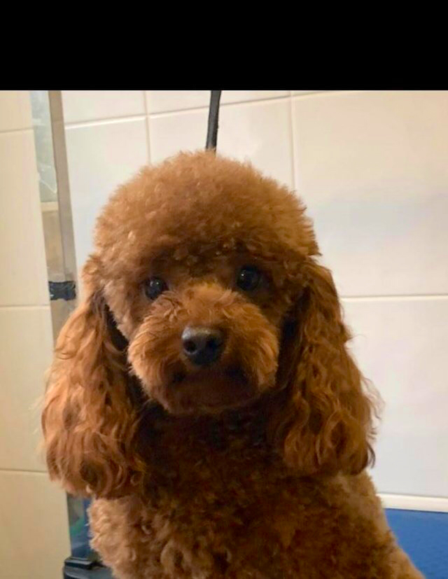 red toy poodle stud