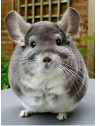 Chinchilla Rodents Rehome Buy And Sell Preloved