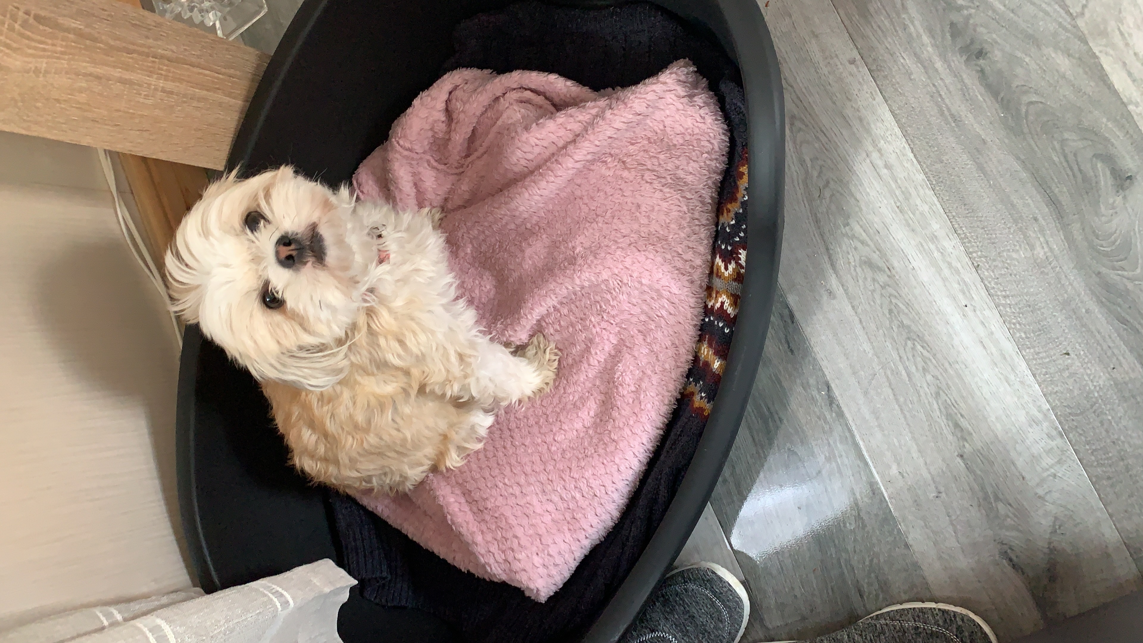 preloved shih tzu stud