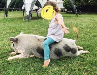 Micro Pigs Local Classifieds For Sale In Kent Preloved
