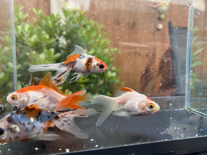 Stunning! mixed fancy goldfish 1012cm! For Sale in Wrexham, Wales