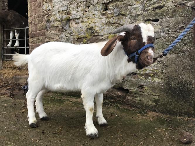 Boer Billy goat For Sale in Hereford, Herefordshire Preloved