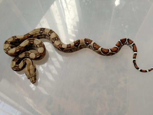 baby albino boa constrictor for sale baby albino boa constrictor for sale
