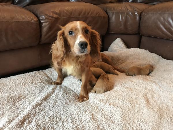 Cocker Spaniel Puppies For Sale in Bishop Auckland, Durham | Preloved