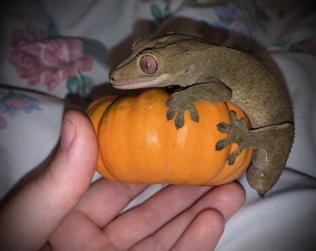 Home offered to unwanted reptiles and amphibians Wanted in Chichester