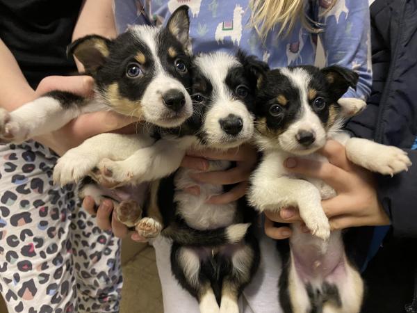 Pure Bred TriColour Border Collie Puppies For Sale For