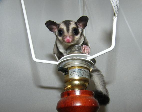 1 male sugar glider For Sale in Walsall, West Midlands | Preloved