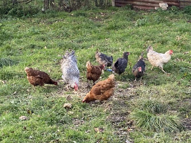 Various Chickens For Sale in Workington, Cumbria Preloved