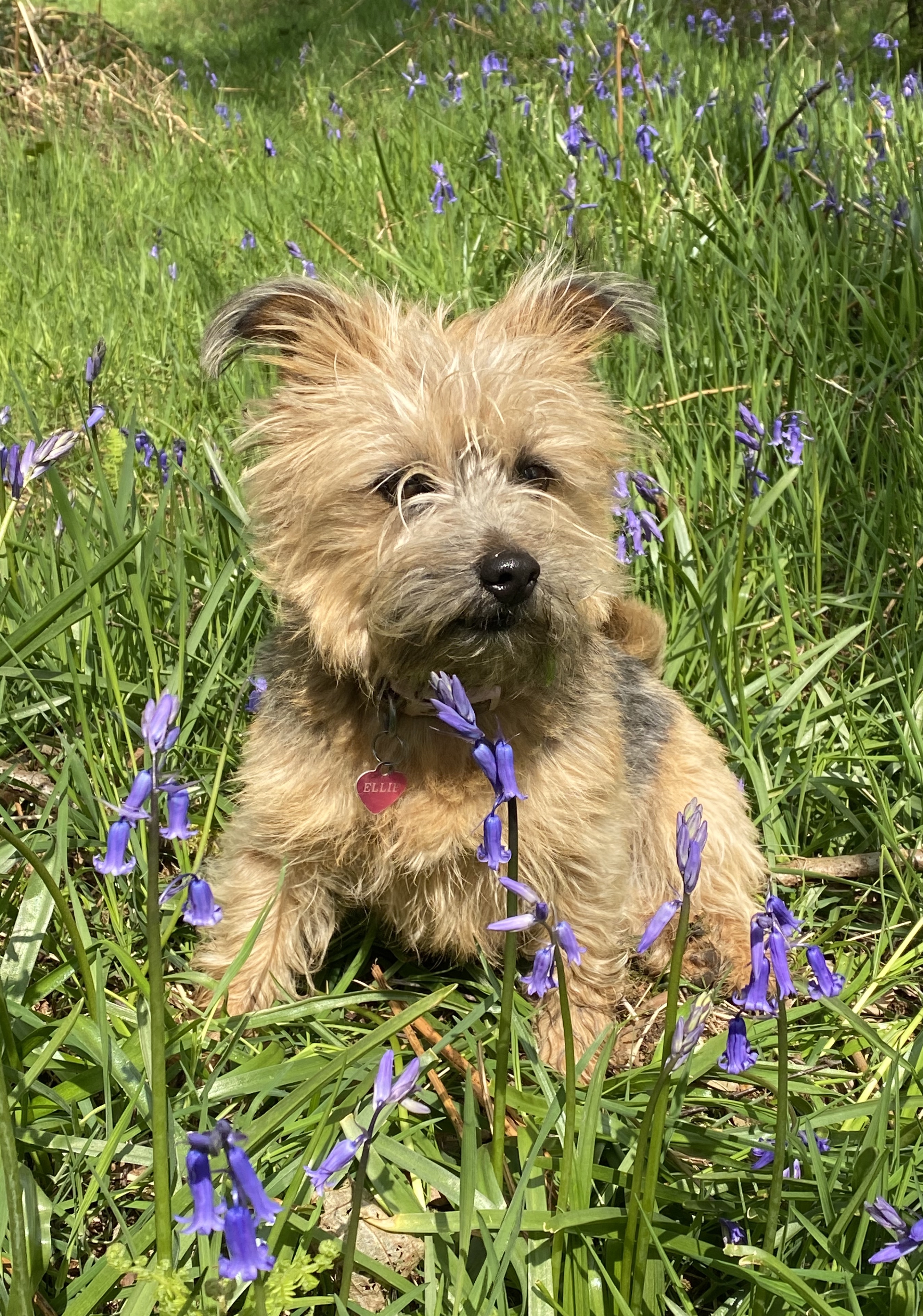norfolk terrier or puppies - Dogs 
