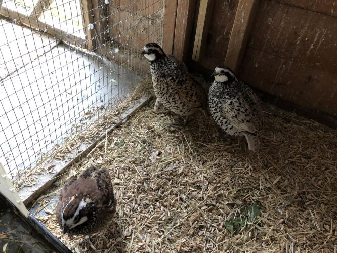 Bobwhite Quails for sale (both sexes available) For Sale in West