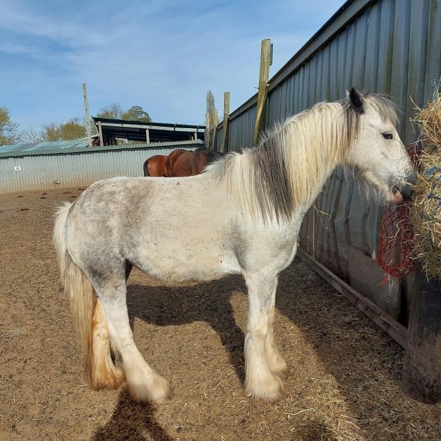 Mini cob mare For Sale in Kings Lynn, Norfolk Preloved